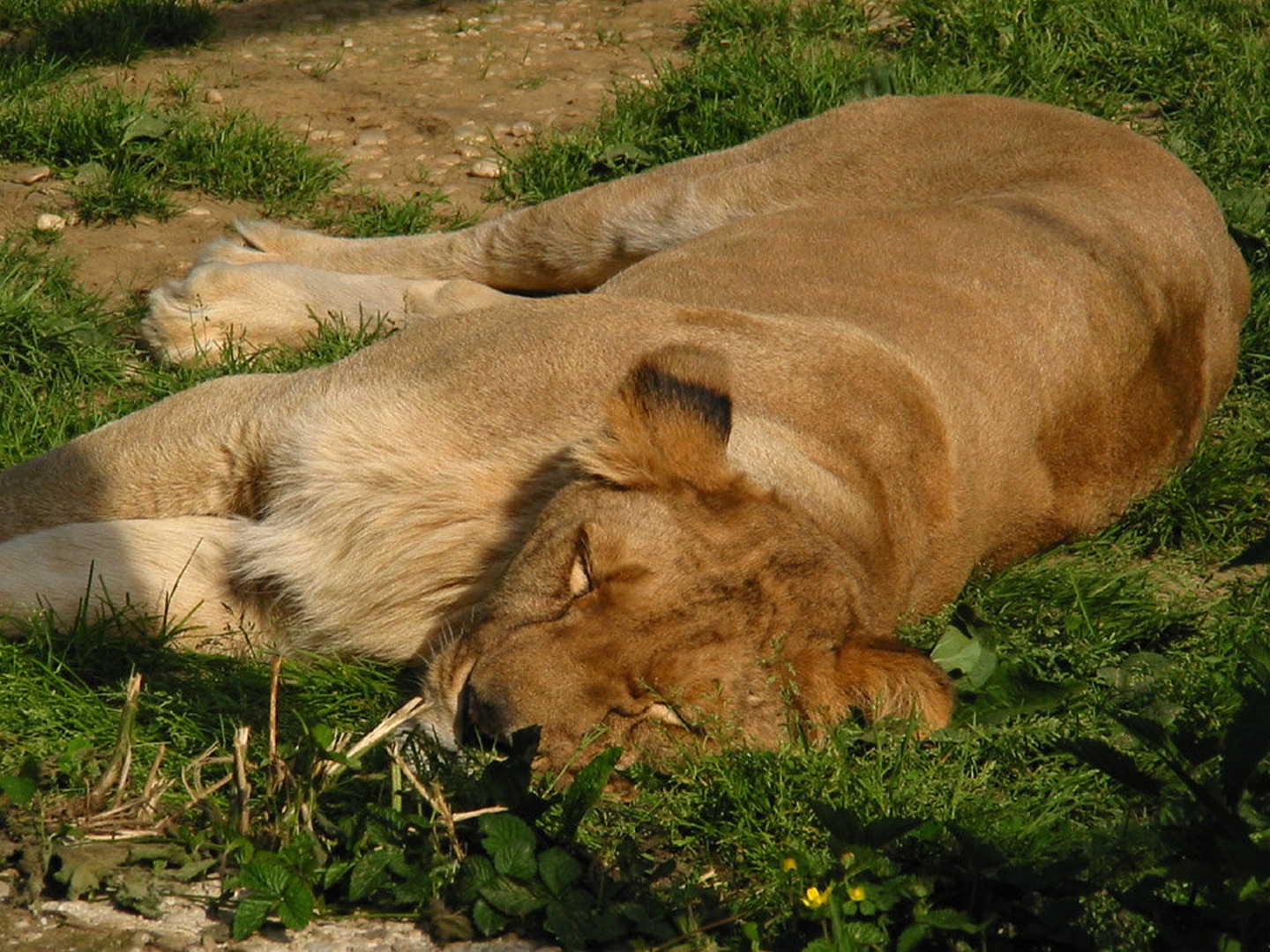 Sleepy by
