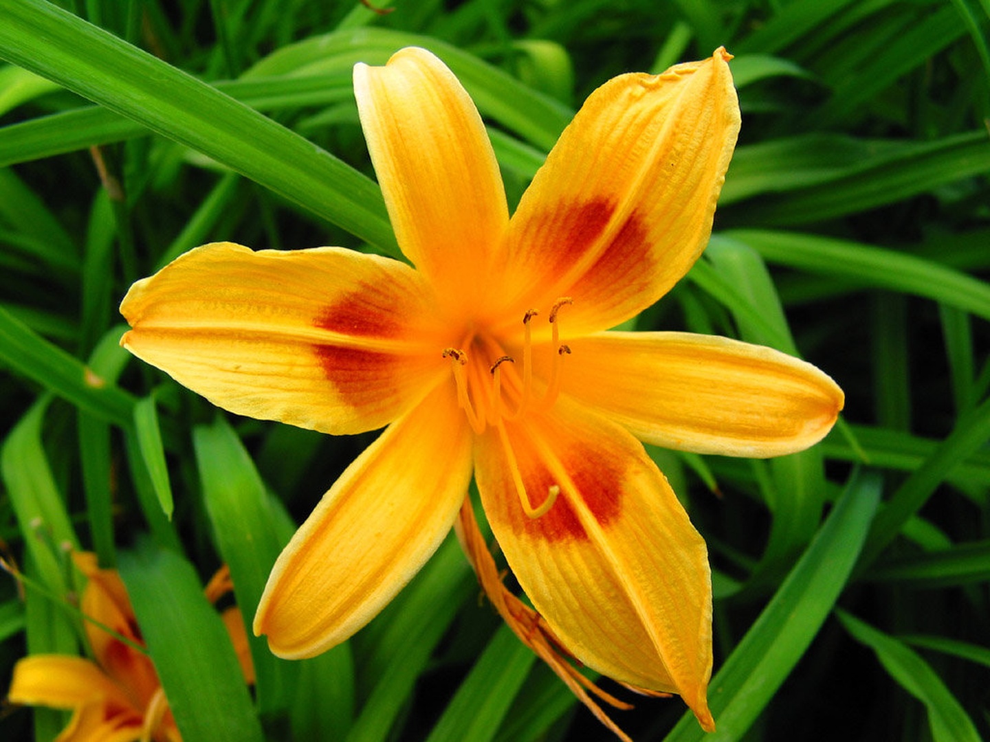 Flower by