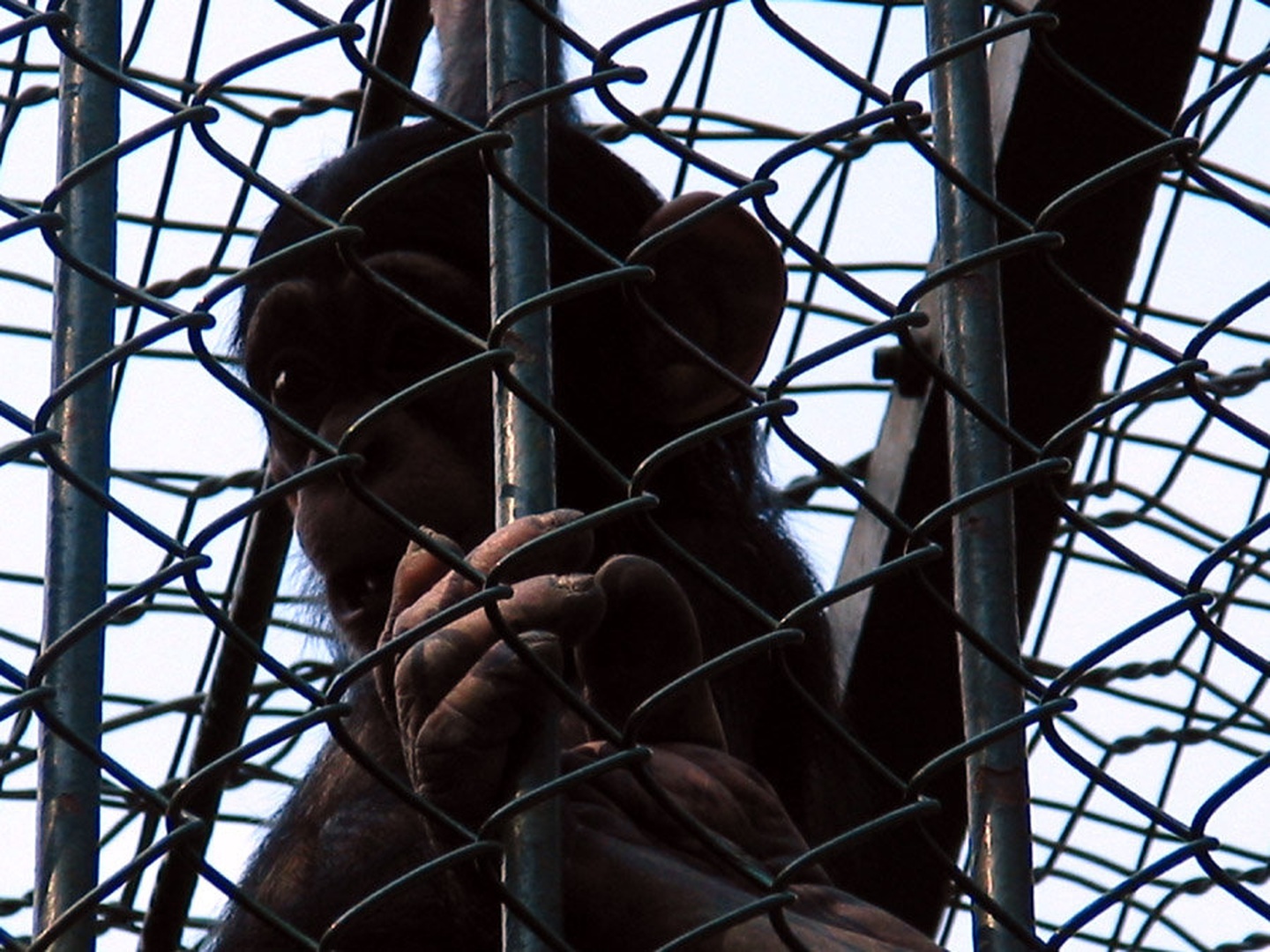 Prisoner by
