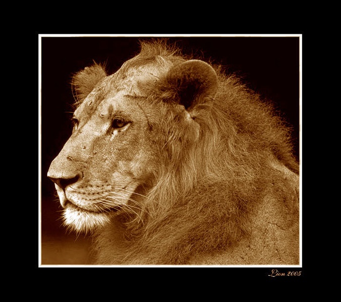 THE KING by bojana