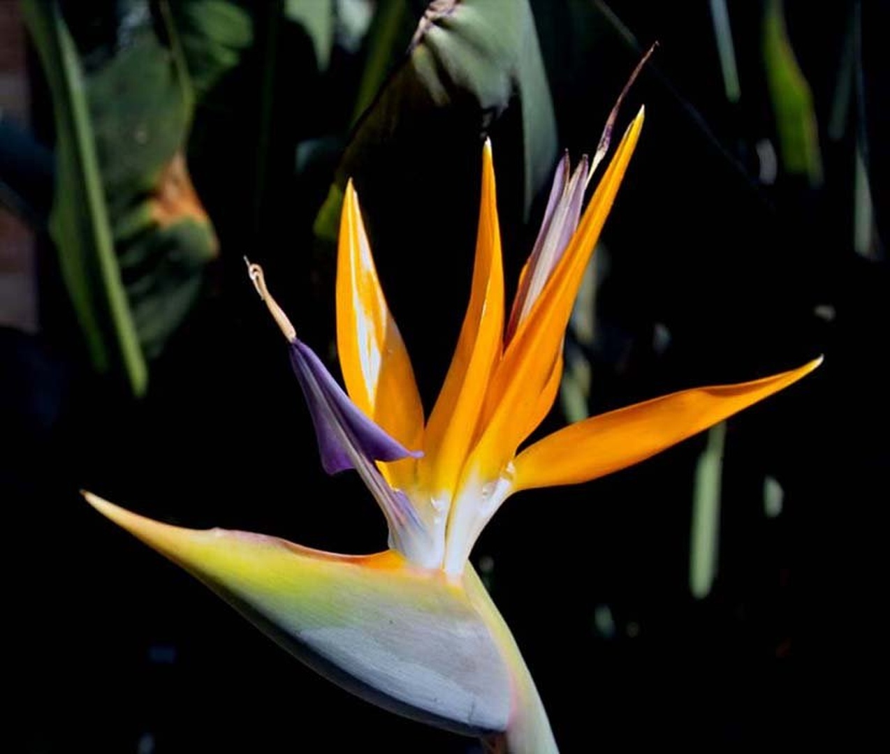 Birds of Paradise by