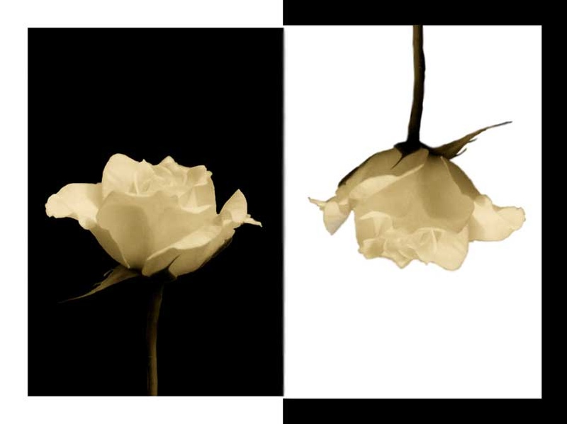 Rose by spanc2001
