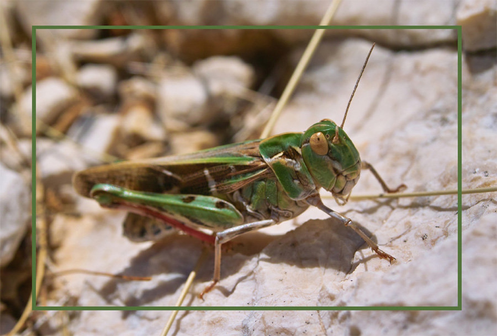 GrassHopper by