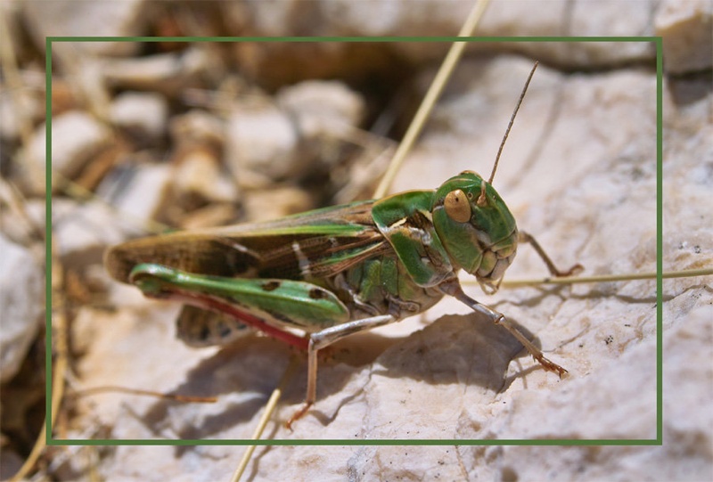 GrassHopper by spanc2001