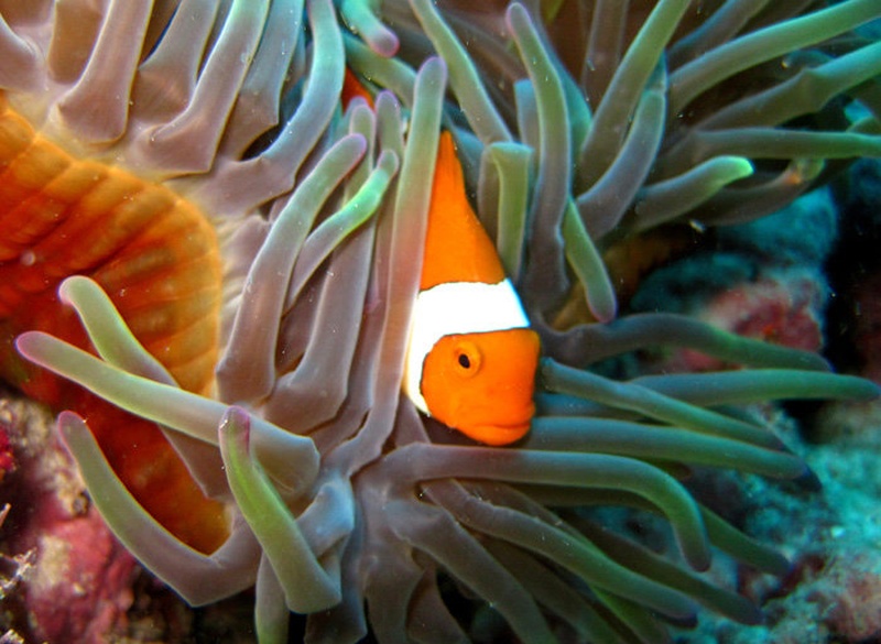 Nemo by spanc2001