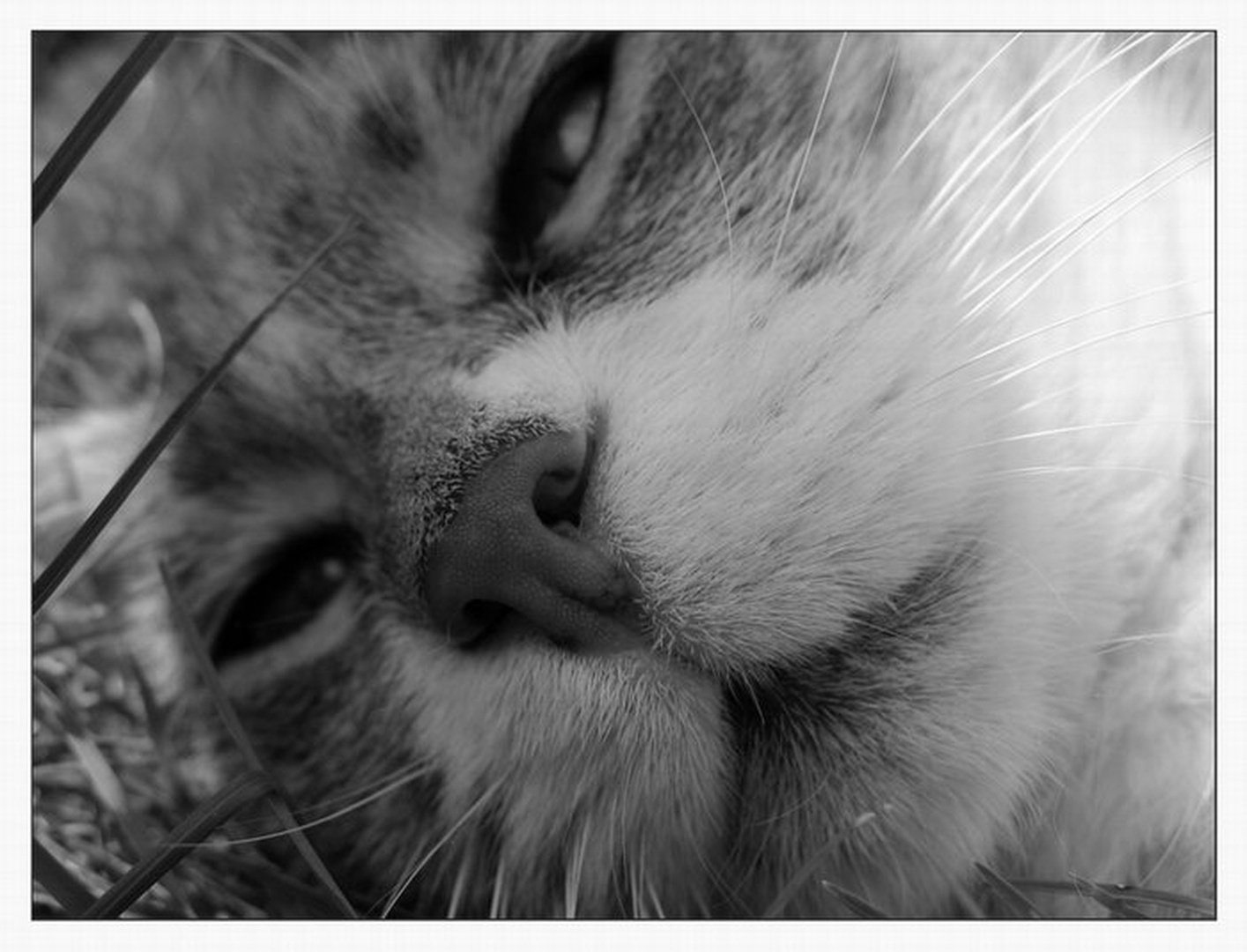 Zaspanka by