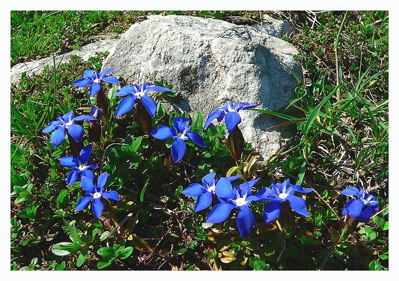 V pričakovanju pomladi by fajdros