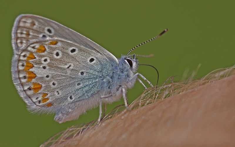 Plebejus idas by simon pintar