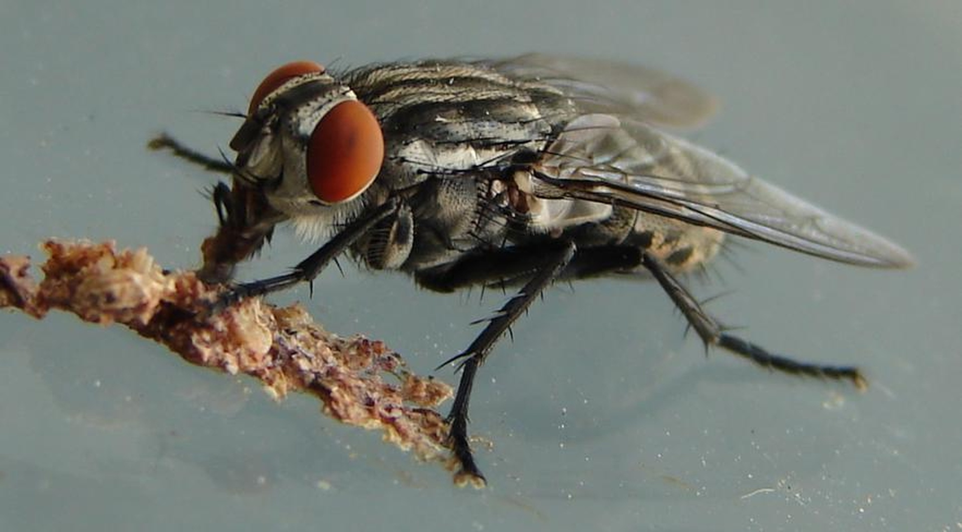 The fly XXL by Aleksander Onišak