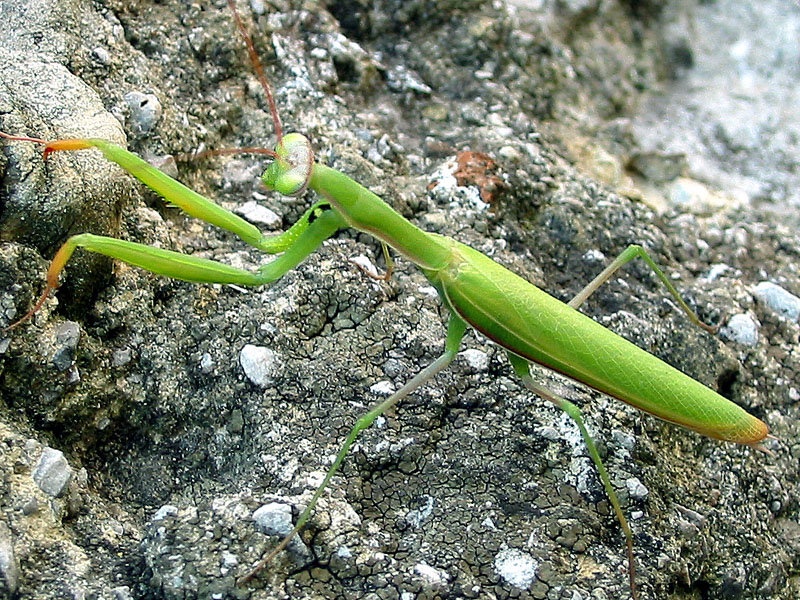 Bogomoljka by Aspirin