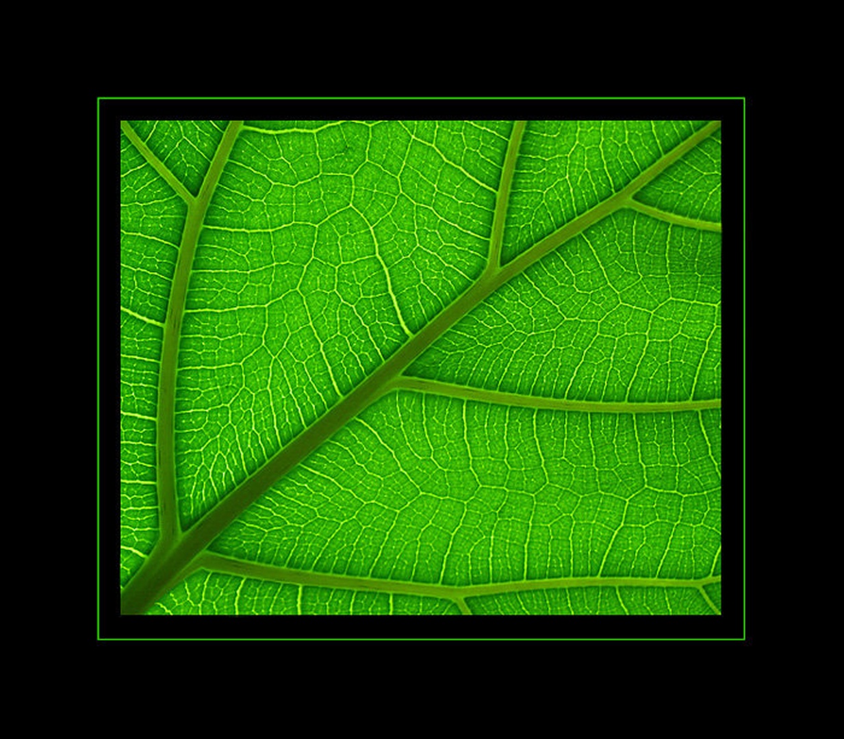 Green through the light by Jože Plantan