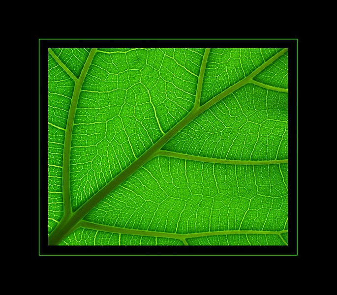 Green through the light by Jože Plantan
