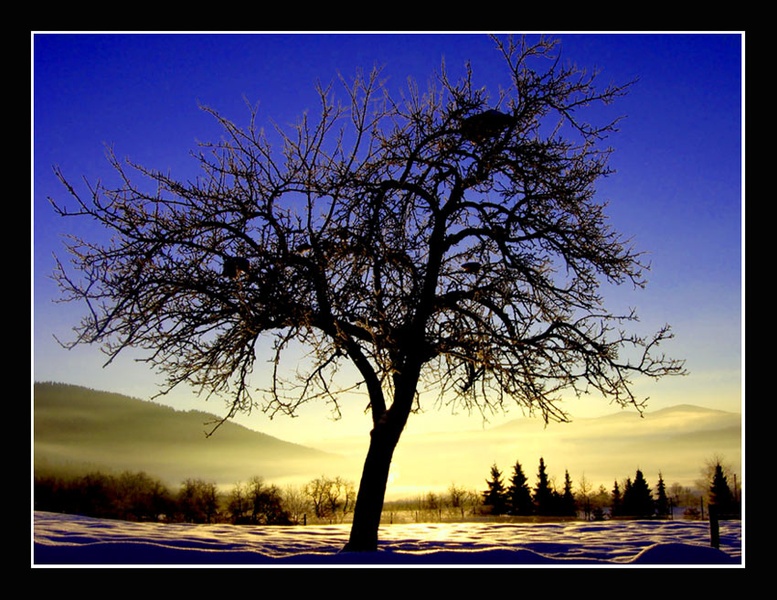 _just tree_ by Jan