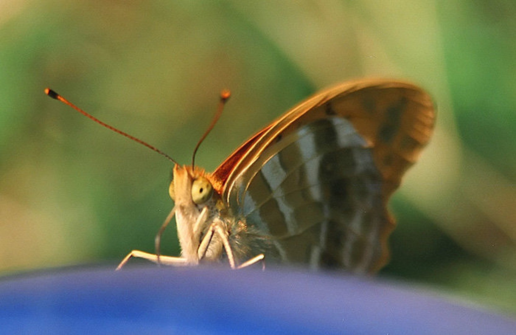 Butterfly Effect... by Jan