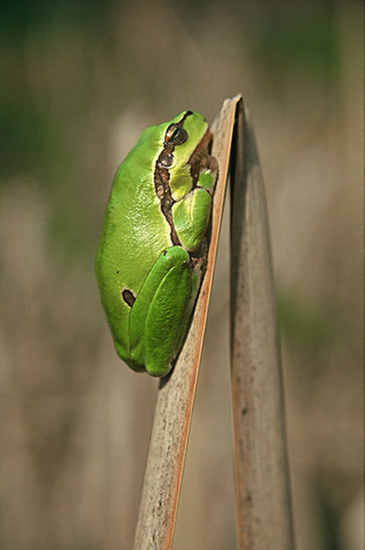 Sunbathing by Tanja Benko