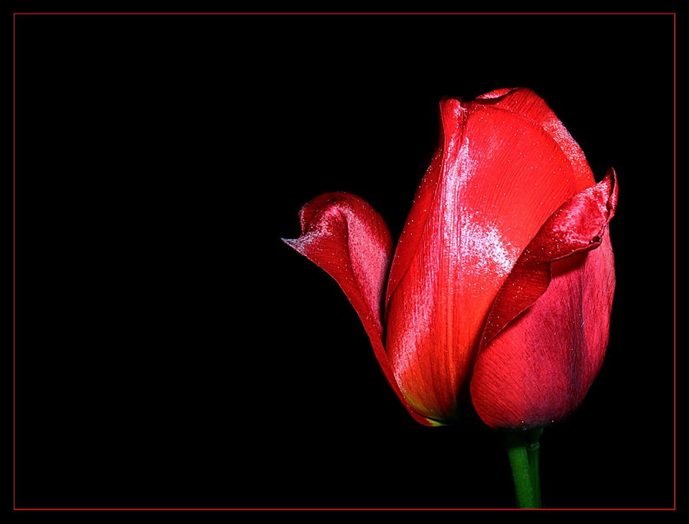 Tulip by Fredy Jagodič