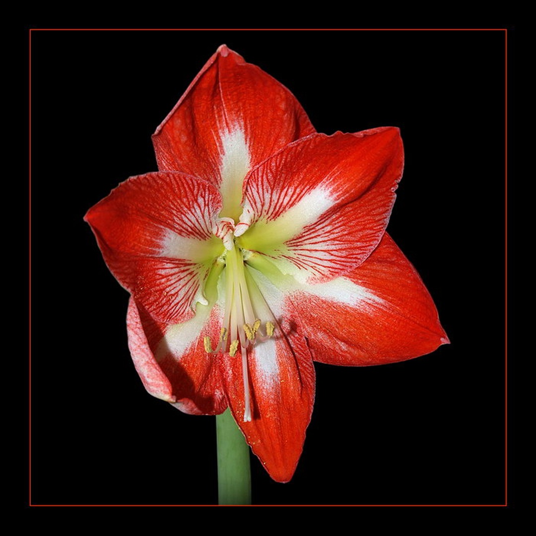 Amarilis by Fredy Jagodič