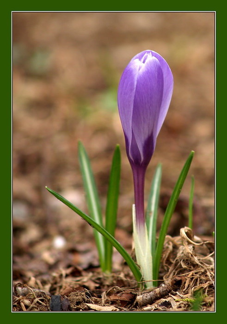 Krokus by Fredy Jagodič