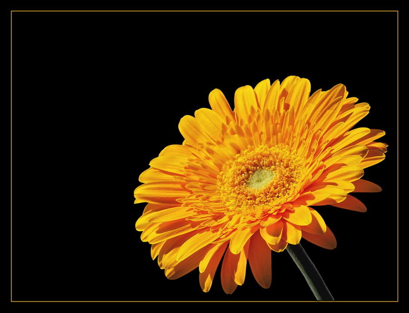 Gerbera by Fredy Jagodič