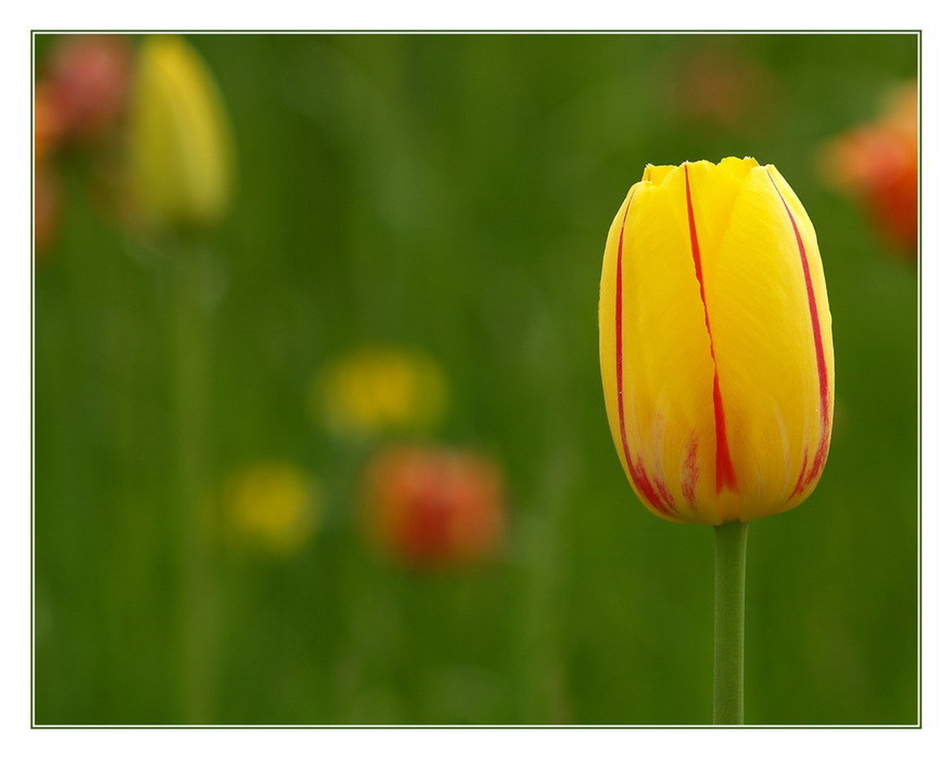 Tulip II by Fredy Jagodič