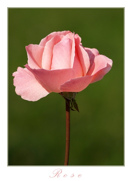 Rose by Fredy Jagodič