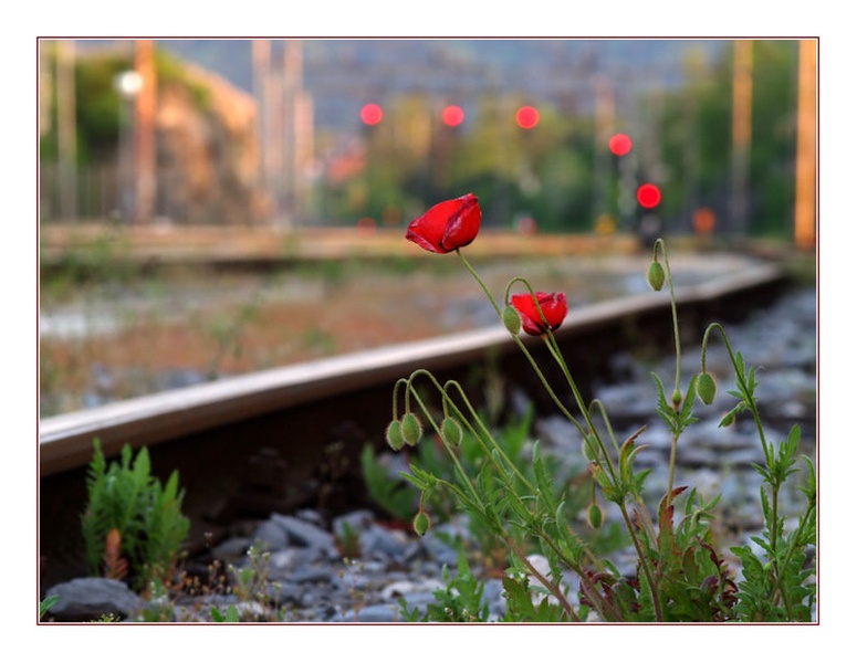 Railway Beauty by Fredy Jagodič