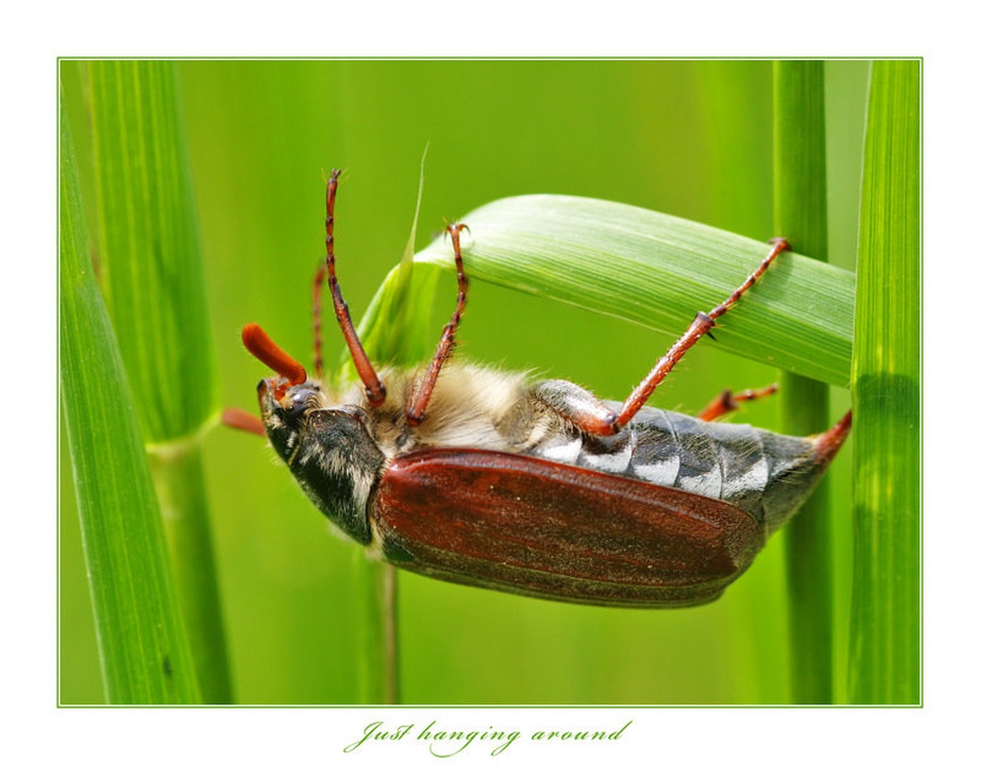Just hanging around by Fredy Jagodič