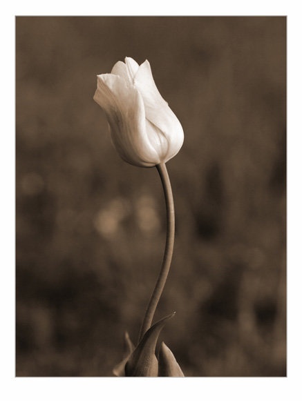 Tulip by Fredy Jagodič