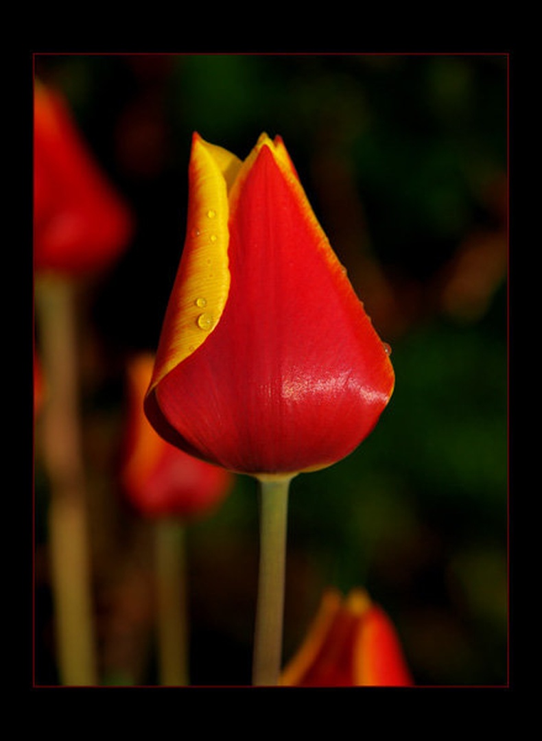 Tulipan by Fredy Jagodič