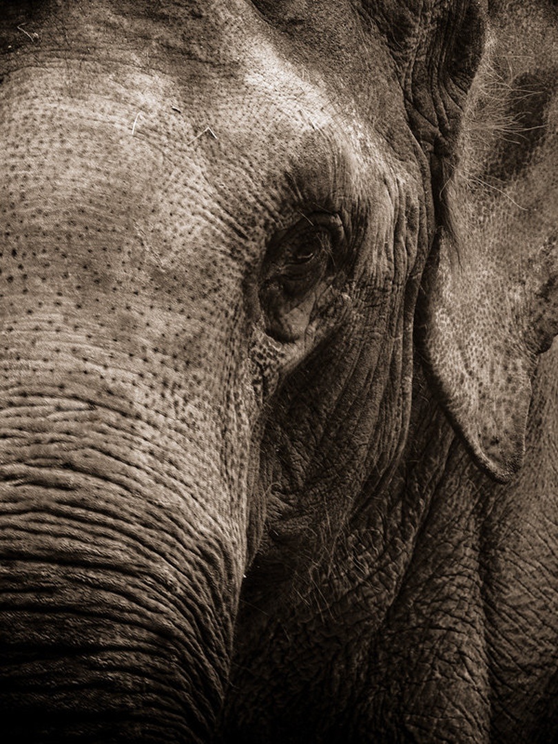 elephant by Fredy Jagodič