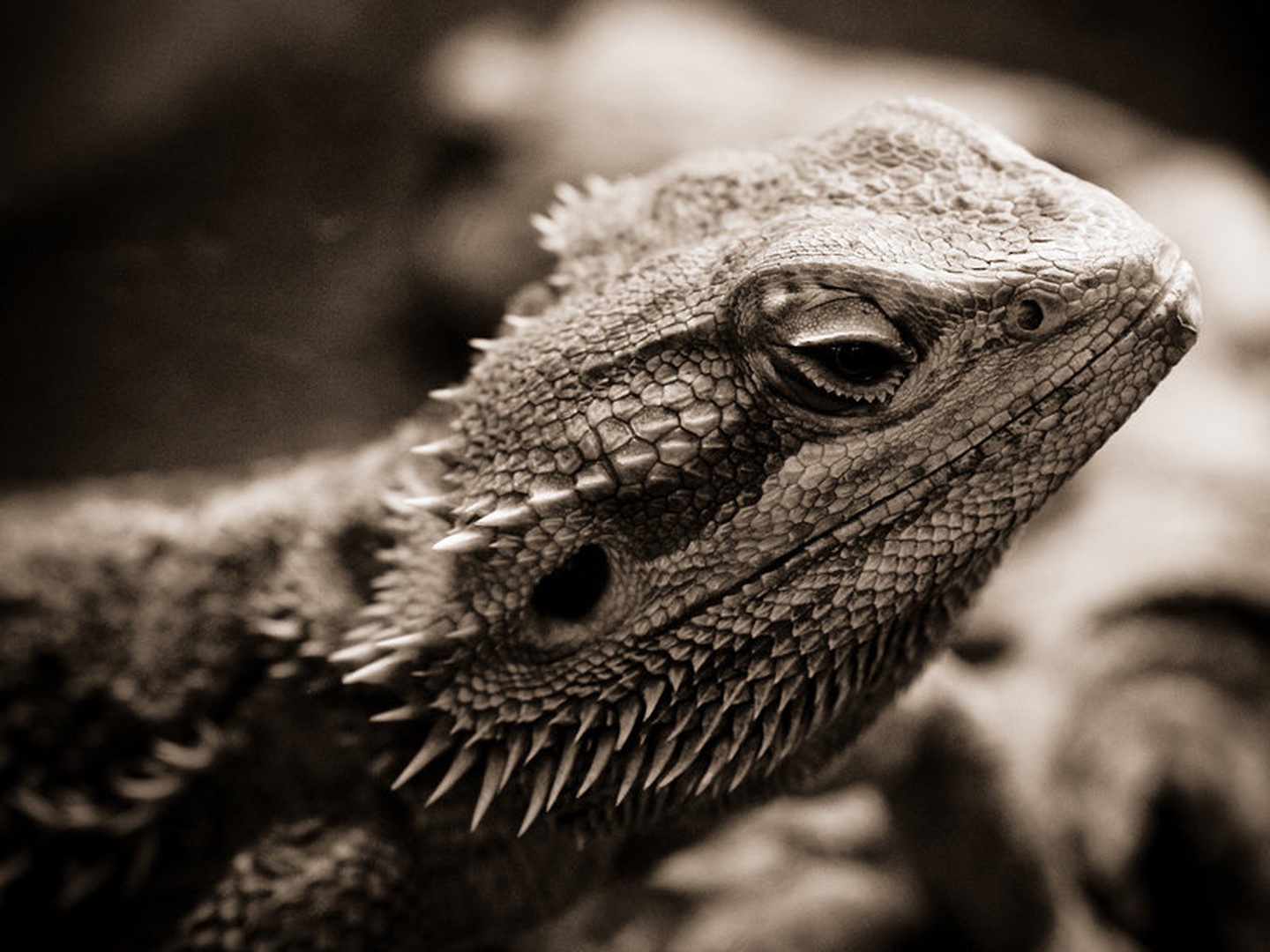 Reptile by Fredy Jagodič