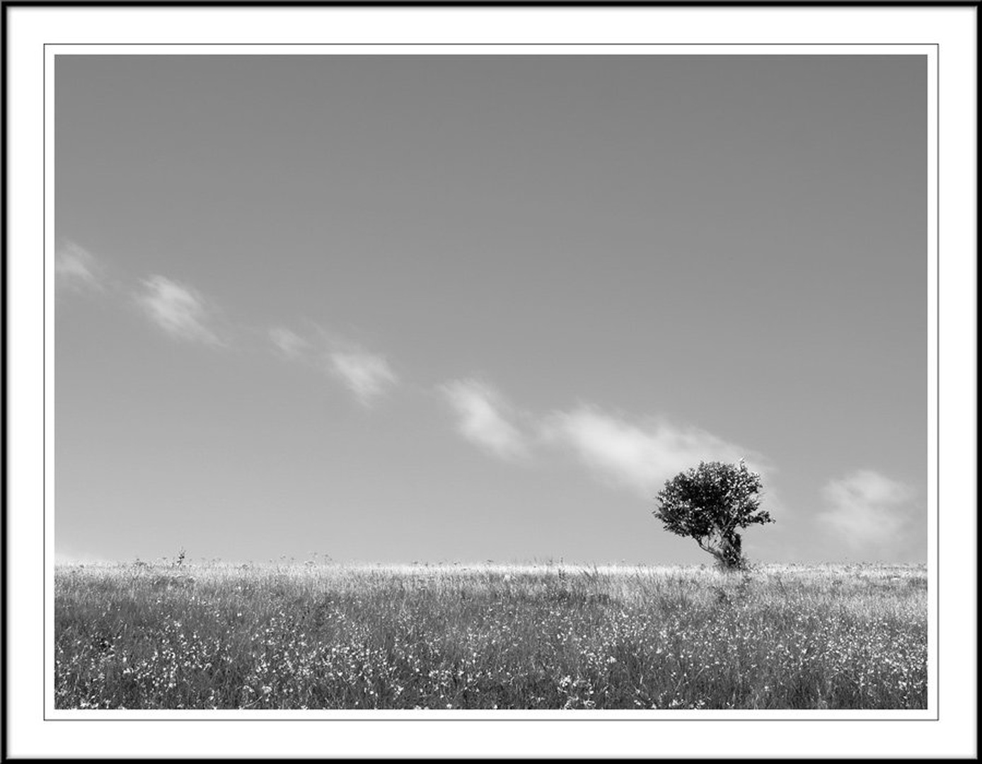Lonesome Tree by Fredy Jagodič