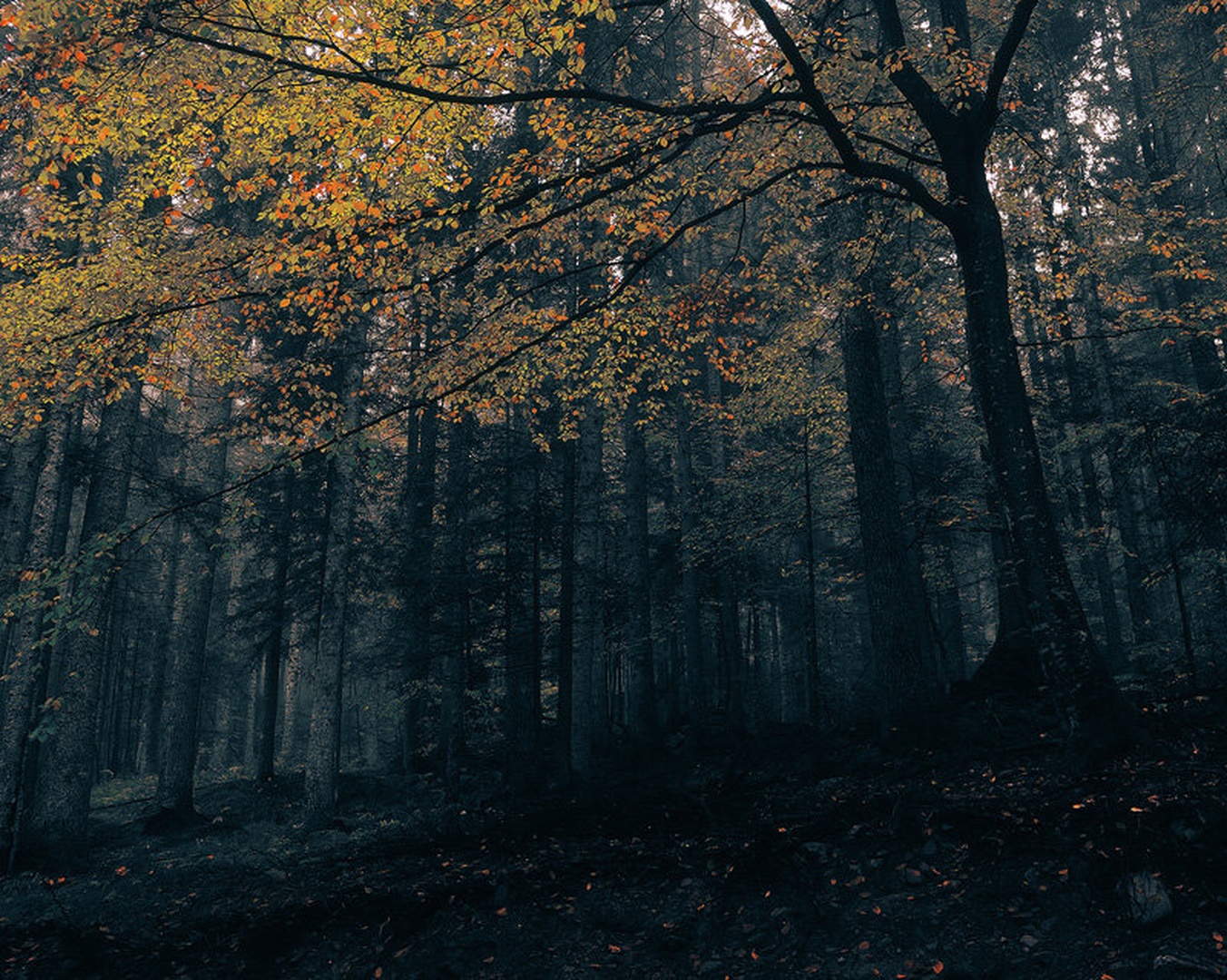 Autumn Umbrella by Orpheus