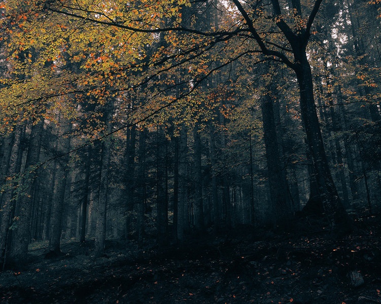 Autumn Umbrella by Orpheus