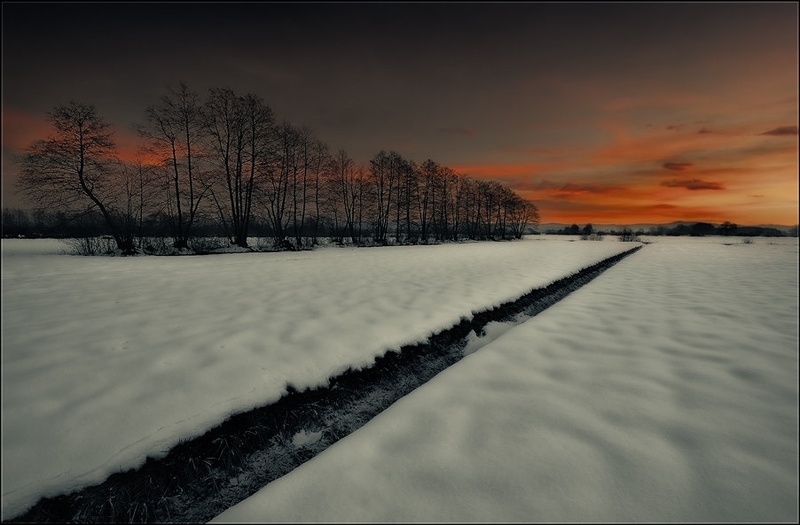 An Array of Mournful Trees by Orpheus