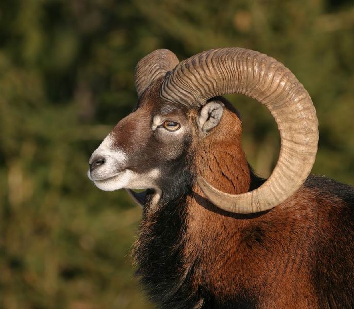 muflon, portret by Tone Trebar