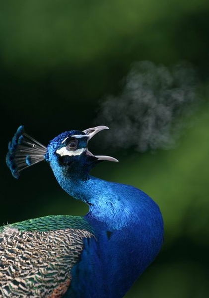 Rana ura... by Tone Trebar