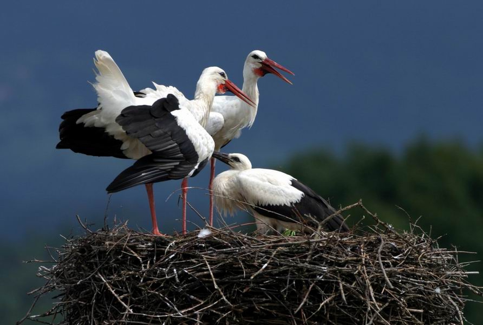 Povprečna slovenska družina?! by Tone Trebar