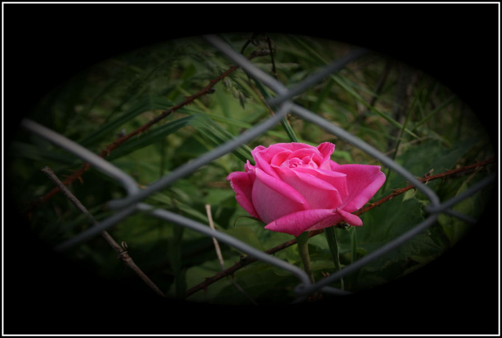 Captured Rose by boris ravnak