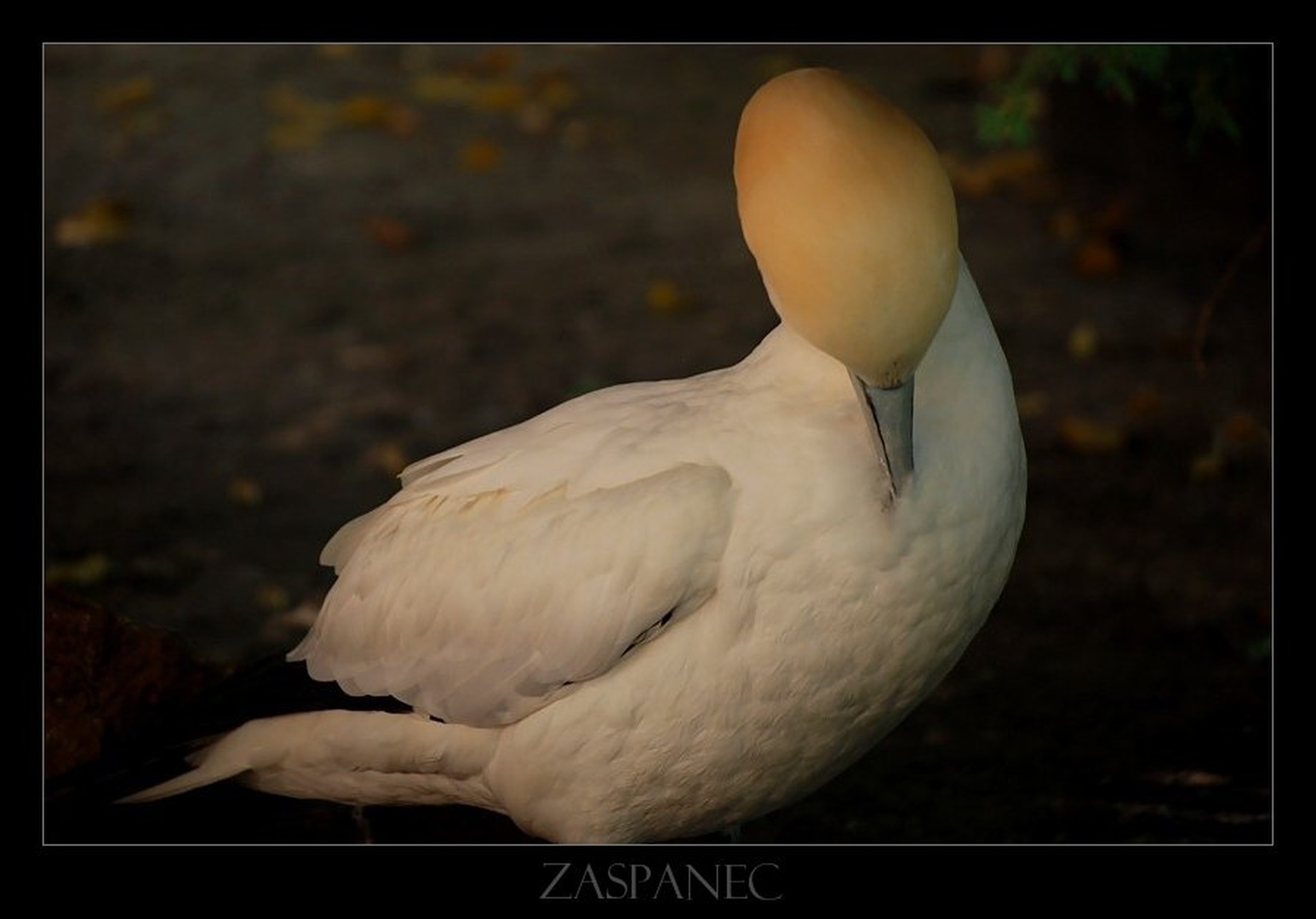 Zaspanec by Tomaž Lovšin
