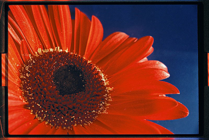 Gerbera by JakKor