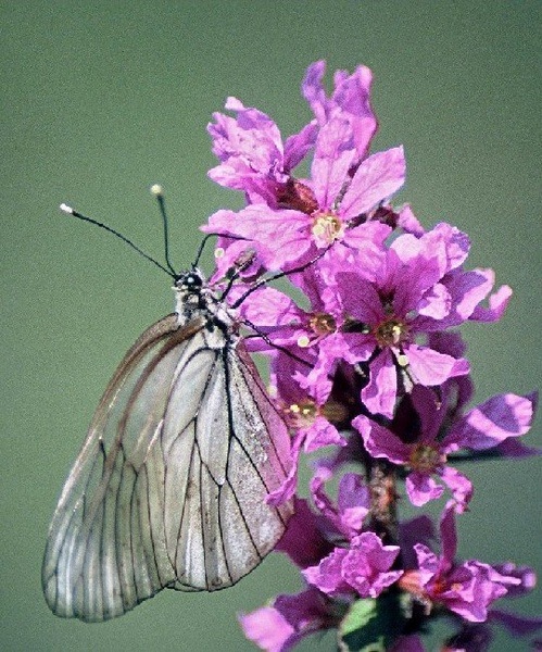 Na rožici by Andrej Lamut