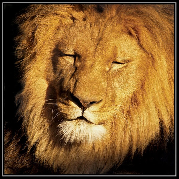 The Lion King by Mitja Jager