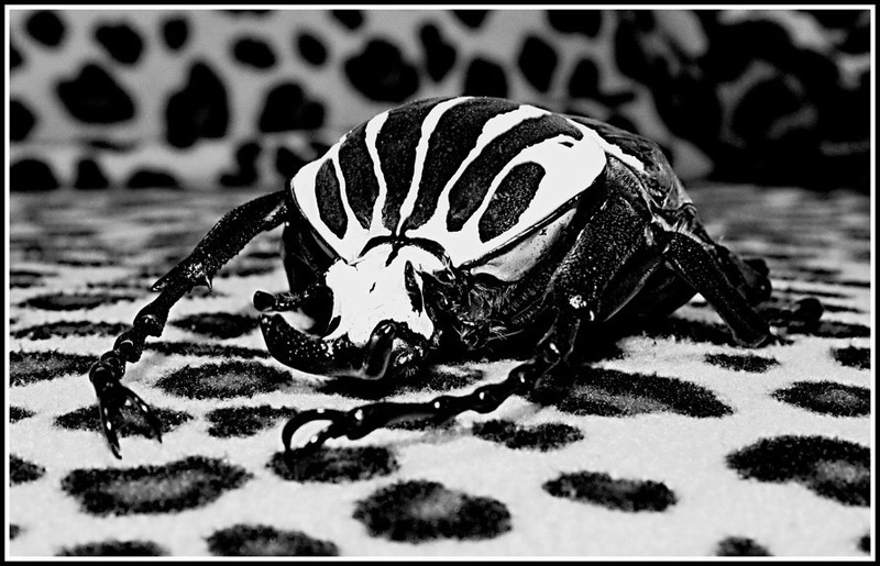 GOLIATHUS by Aleš Modic