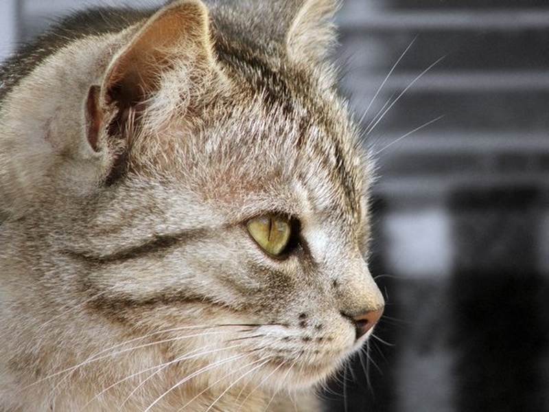 cat by nikica