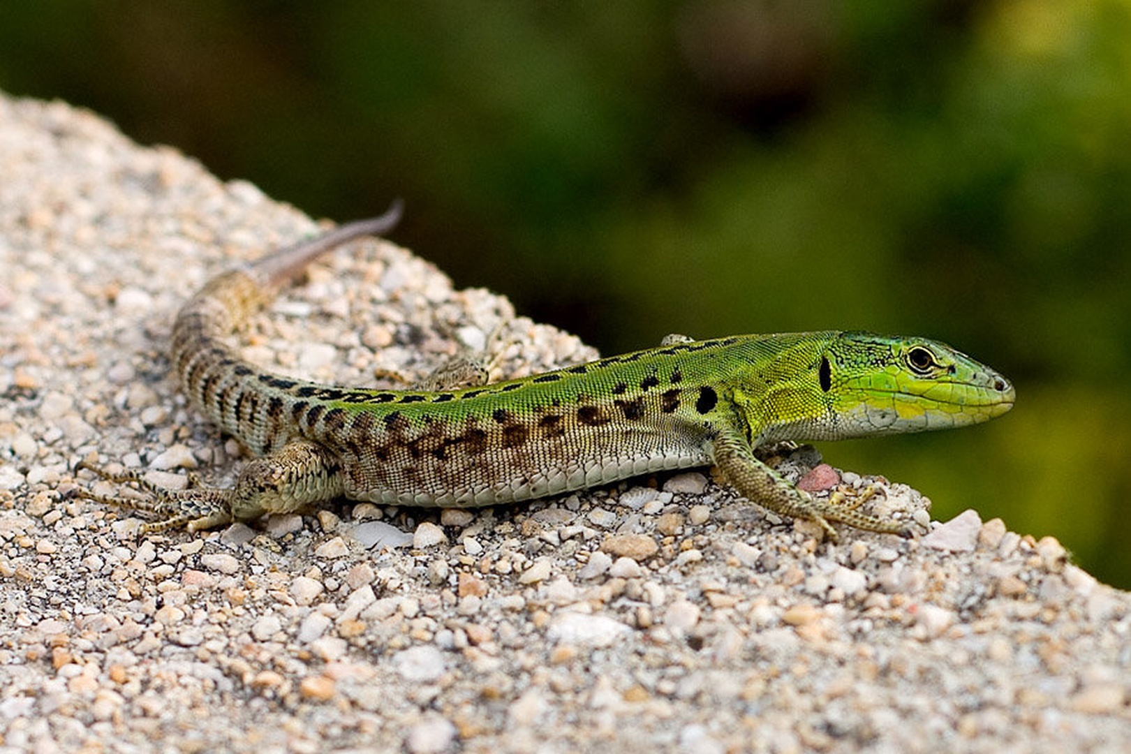 Green Lizzy! by Tadej B.