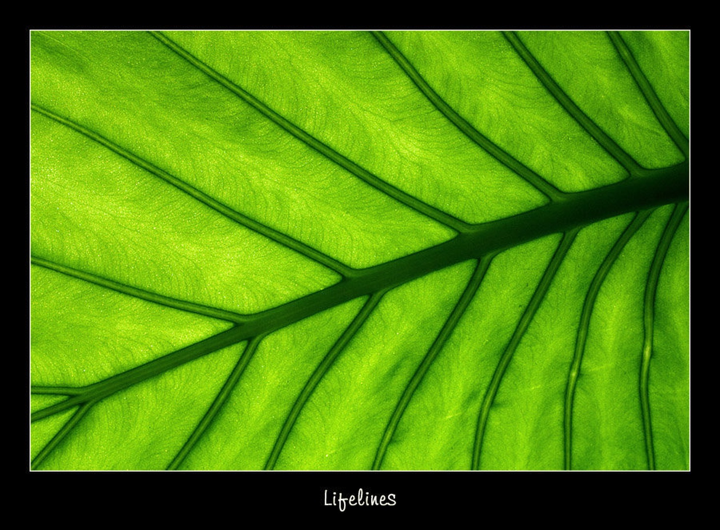 Lifelines by Tadej B.