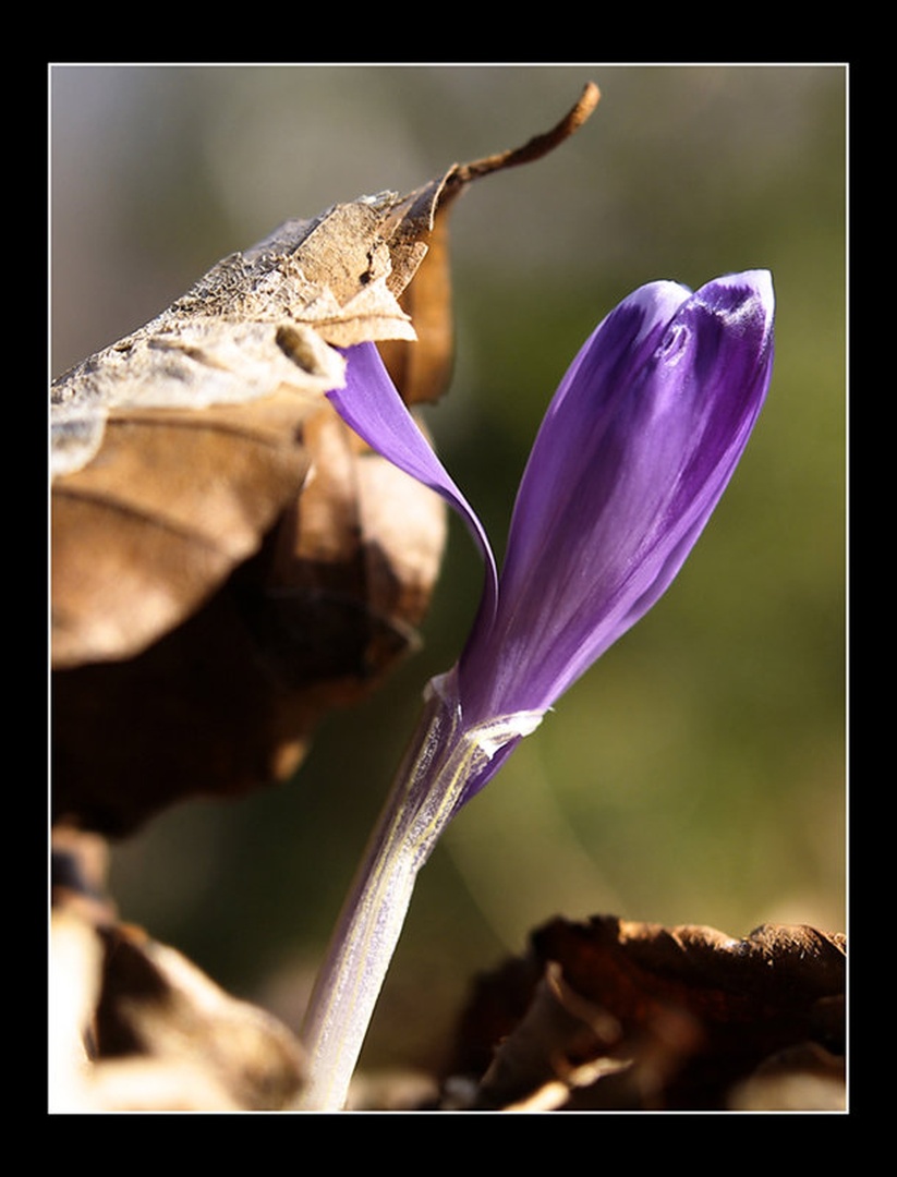 Moč lepote by tilen