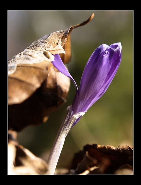 Moč lepote by tilen