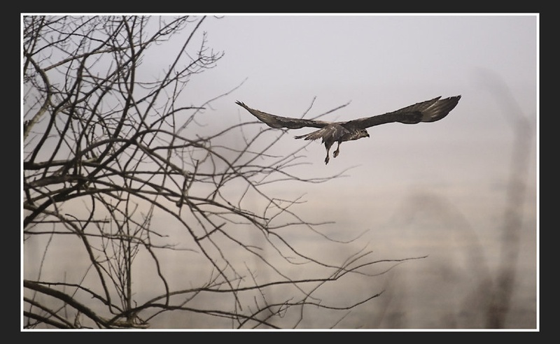 Airborn by tilen
